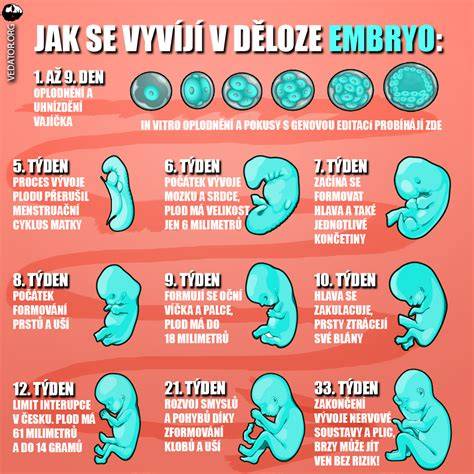 Detailné fázy uhniezdenia embrya