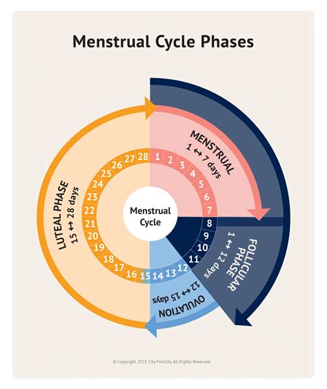 Graphic showing menstrual cycle phases and fertile window