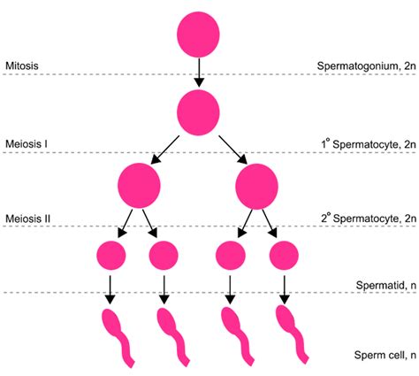 Sperm production diagram