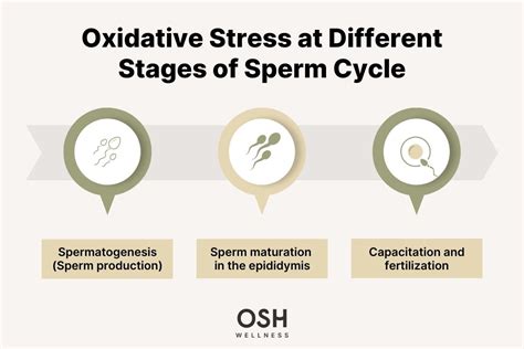 Oxidative stress effect on sperm