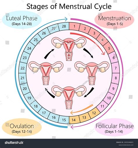 Menstrual cycle phases diagram with ovulation indicated