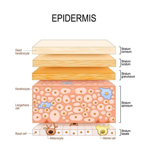 Diagram absorpčnej vrstvy DermaComfort
