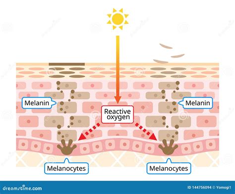 Diagram showing DermaComfort layer mechanism