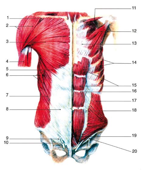 Diagram fungovania popôrodného pásu na brušné svaly