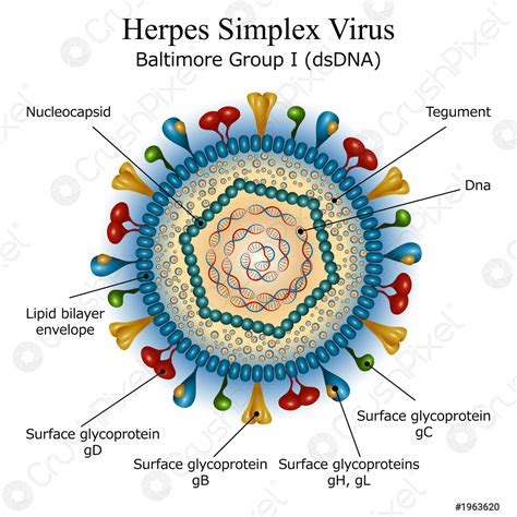 Zobrazenie vírusu herpes simplex pod elektrónovým mikroskopom