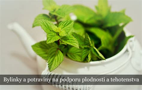 Prírodné bylinky na podporu plodnosti
