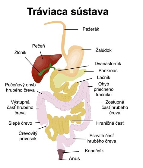 Diagram ľudskej reprodukčnej sústavy