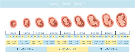 Diagram mimomaternicového tehotenstva