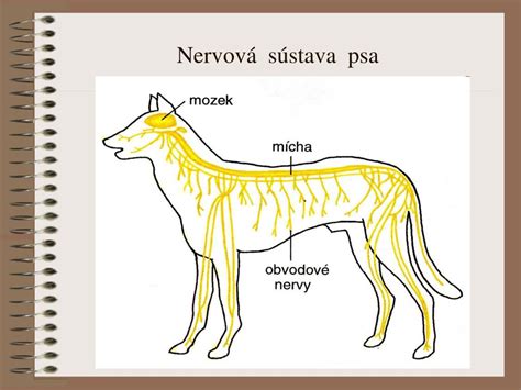 Ilustrácia nervových buniek v mozgu psa počas záchvatu