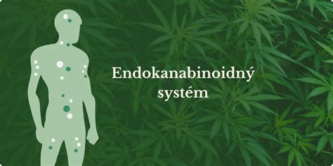 Schéma pôsobenia CBD na endokanabinoidný systém