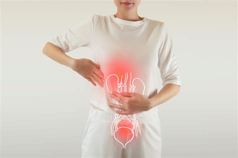 Anatomický nákres ženských močových ciest s vyznačenou močovou rúrou