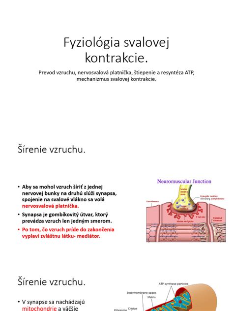 biológia svalovej kontrakcie pri strese