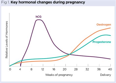 Hormonal changes during early pregnancy