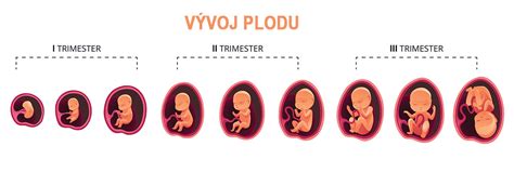 Infografika - riziká užívania HAK počas tehotenstva pre vývoj plodu, sumarizujúca vrodené chyby, ADHD a zvýšené riziko rakoviny