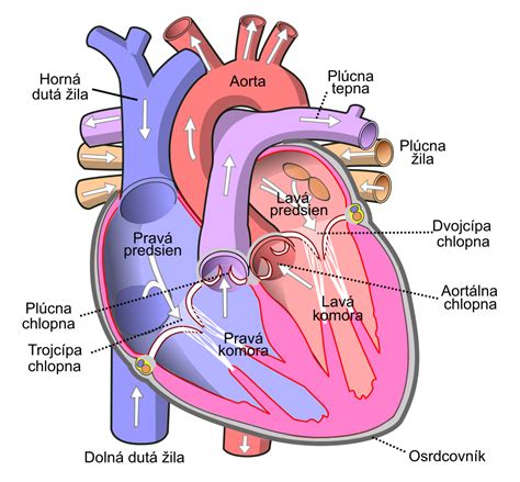 Srdce a krvný obeh počas tehotenstva