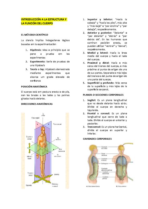 Anatómia maternice