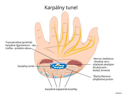 Detailná schéma karpálneho tunela a stredného nervu