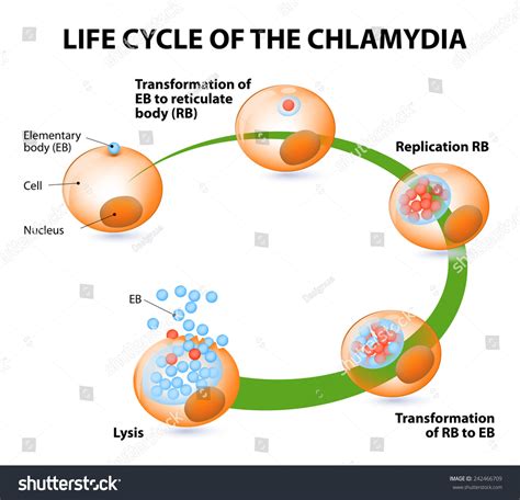 Diagram životného cyklu baktérie Chlamydia pneumoniae