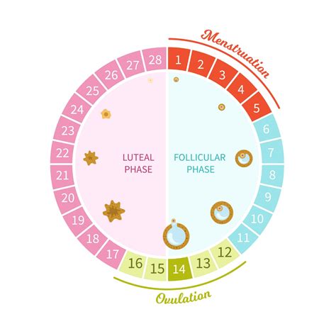 Diagram menštruačného cyklu