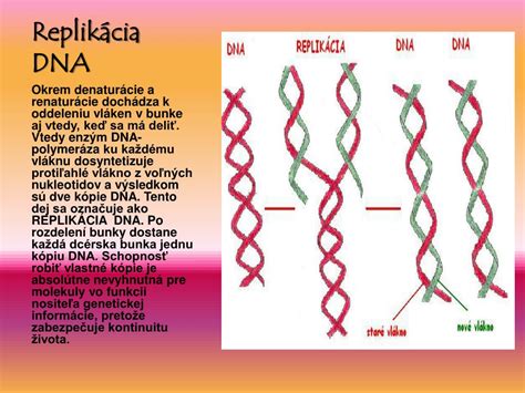 Dve prepletené DNA reťazce
