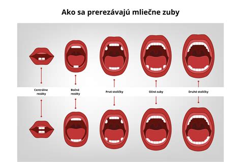Proces rastu trvalých zubov