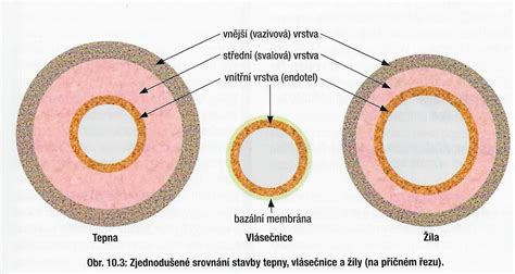 Ultrazvukové zobrazenie krčnej tepny