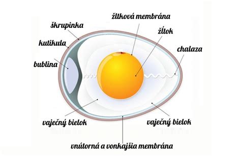 Vajce a jeho nutričné zloženie
