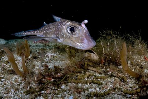 Ilustrácia chiméry