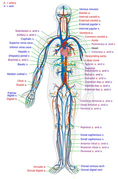 diagram krvného obehu