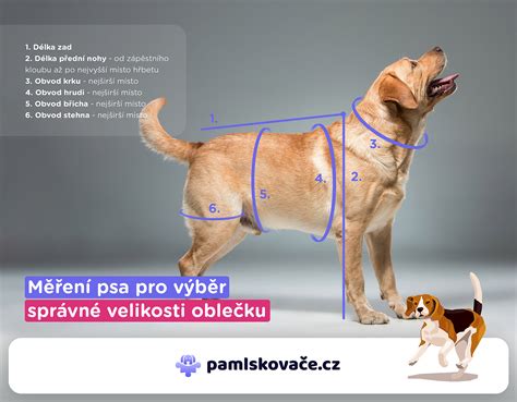 Dieťa správne reagujúce na psa