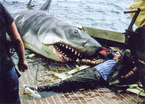 Mužský žralok s pterygopodmi