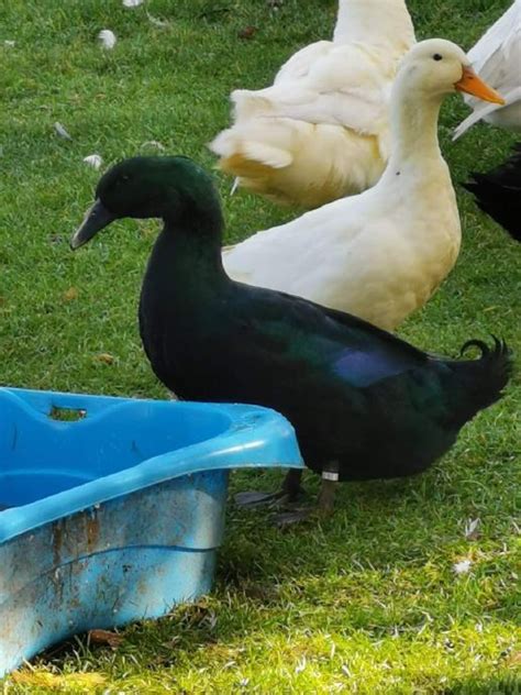 Ryby pri trení - samica vypúšťa ikry, samec oplodňuje