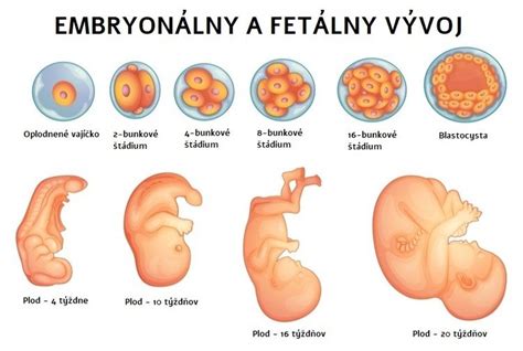 Diagram znázorňujúci interakciu imunitného systému matky a plodu počas tehotenstva