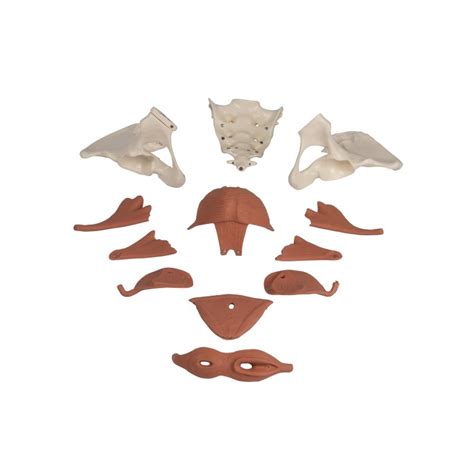 Schéma ženského panvového dna a maternice