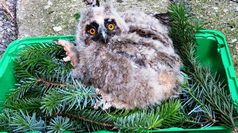 Mláďa myšiarky ušatej na zemi