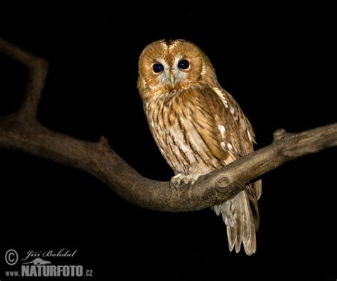 Sova obyčajná v dutine stromu