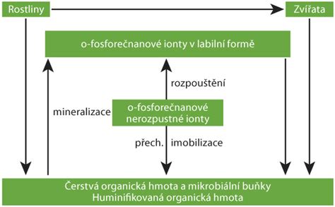 Schéma zobrazujúca rôzne formy zneužívania detí.