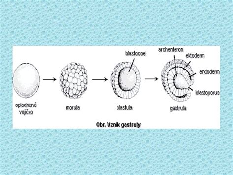 grafické znázornenie vajíčka, spermie a oplodneného vajíčka