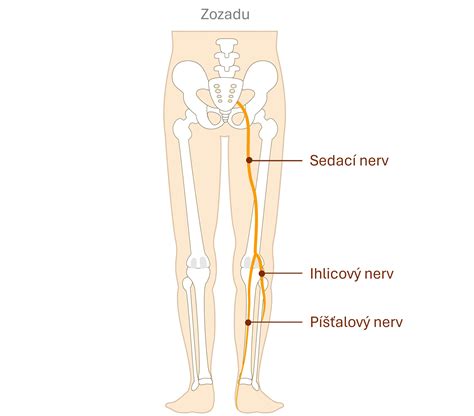 Anatomické znázornenie sedacieho nervu