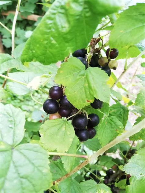 Štruktúra bobule čiernej ríbezle