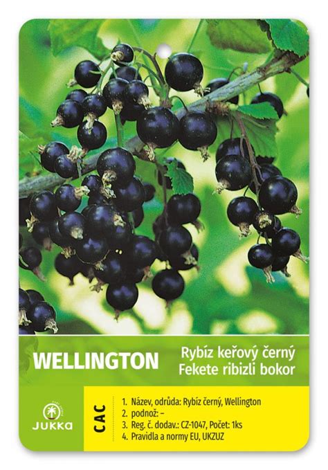 Infografika nutričných hodnôt čiernej ríbezle