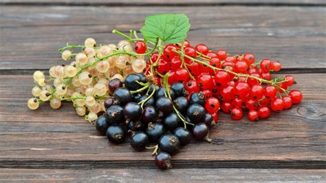 Čerstvé čierne ríbezle na tanieri