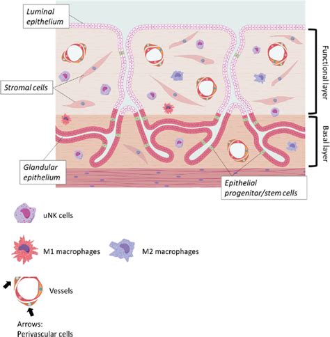 Diagram porovnávajúci zdravé endometrium a hyperplastické endometrium