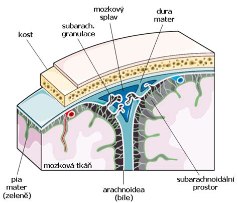 Diagram zobrazujúci meningy obklopujúce mozog a miechu