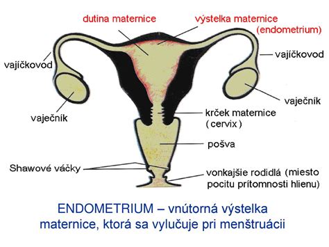 Detailná schéma endometria maternice