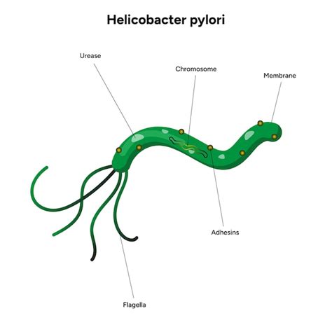 Ilustrácia prenosu baktérie Helicobacter pylori