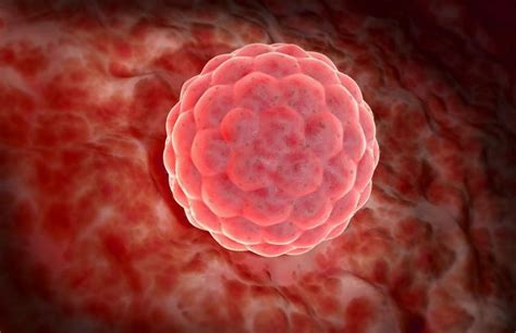 Schematické znázornenie oplodnenia vajíčka a jeho cesty do maternice