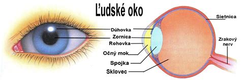 Ilustrácia oka s detailom na sietnicu