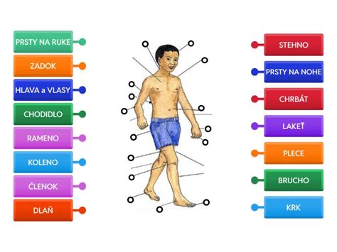 Diagram ľudského tela s vyznačenou pečeňou