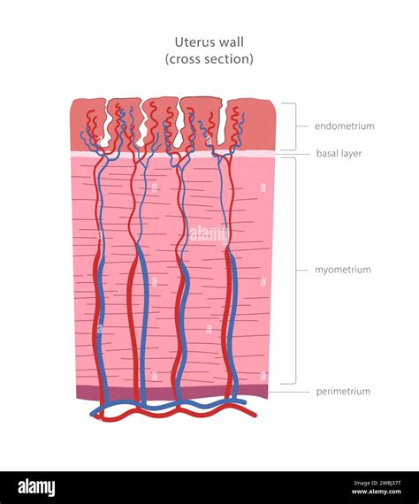 Detailný rez maternicou s vyznačenými vrstvami: endometrium, myometrium, perimetrium